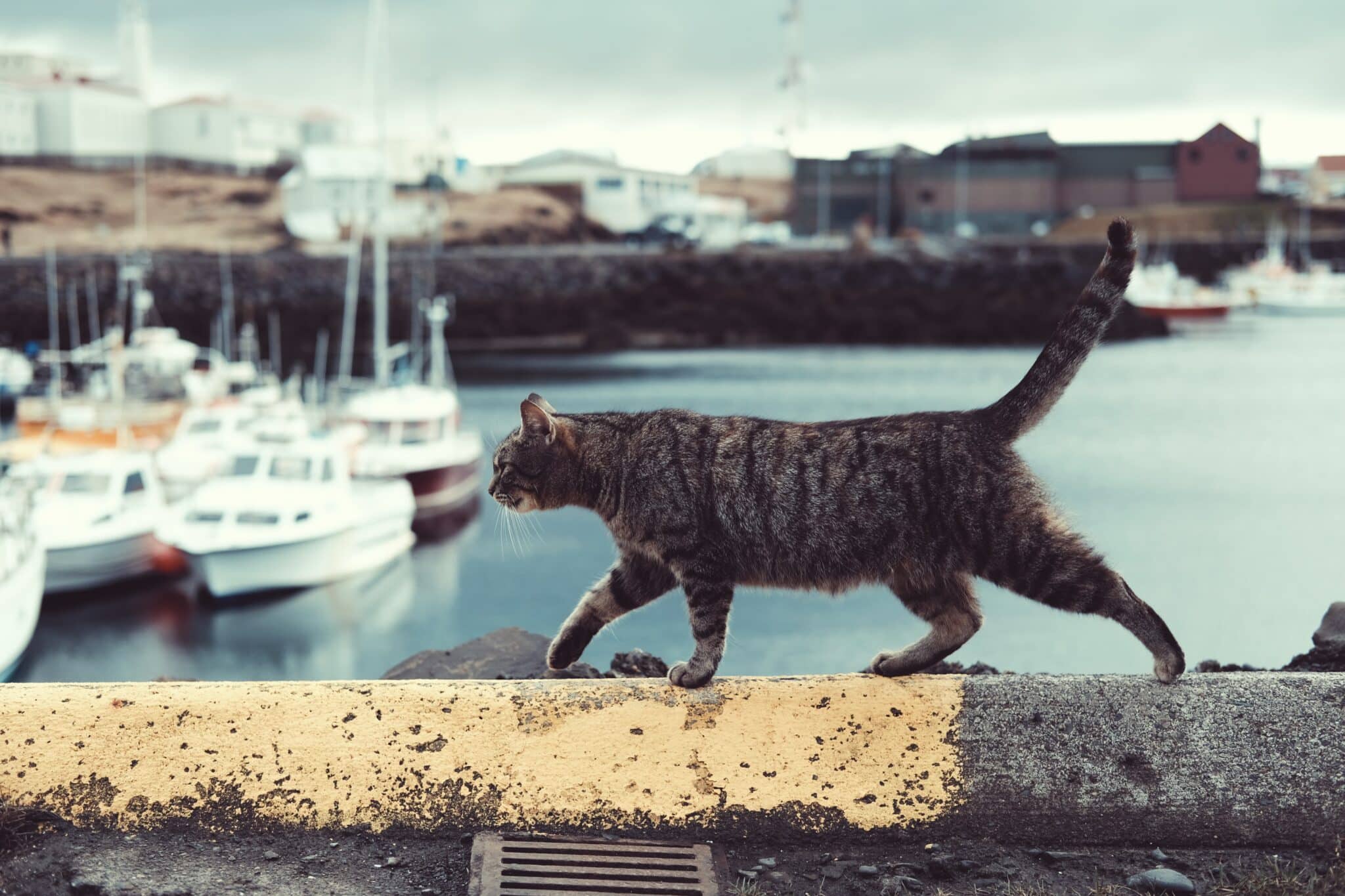 Cat walking on ledge by sea