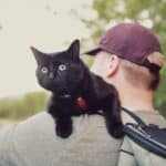 Black cat on man's shoulders