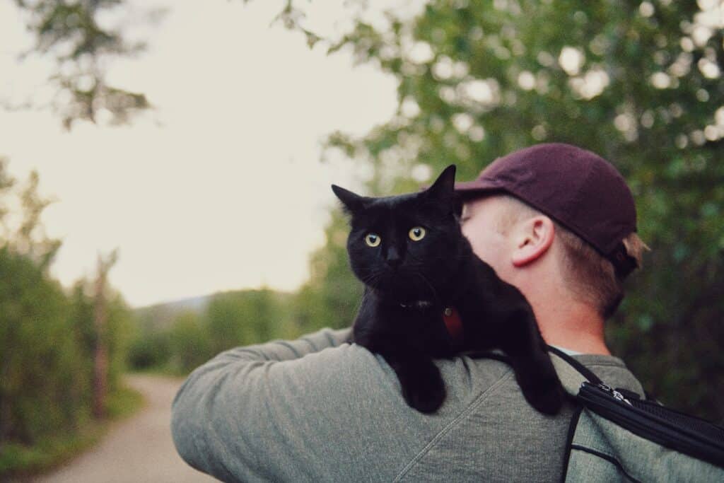 Black cat on man's shoulders