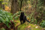 Black Cat standing on a mossy log, in a rainforest