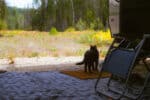 cat camping, standing next to NOBO trailer, looking at the field in the distance