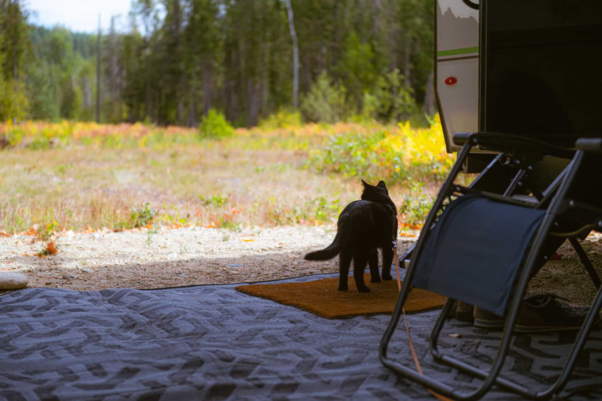 cat camping, standing next to NOBO trailer, looking at the field in the distance