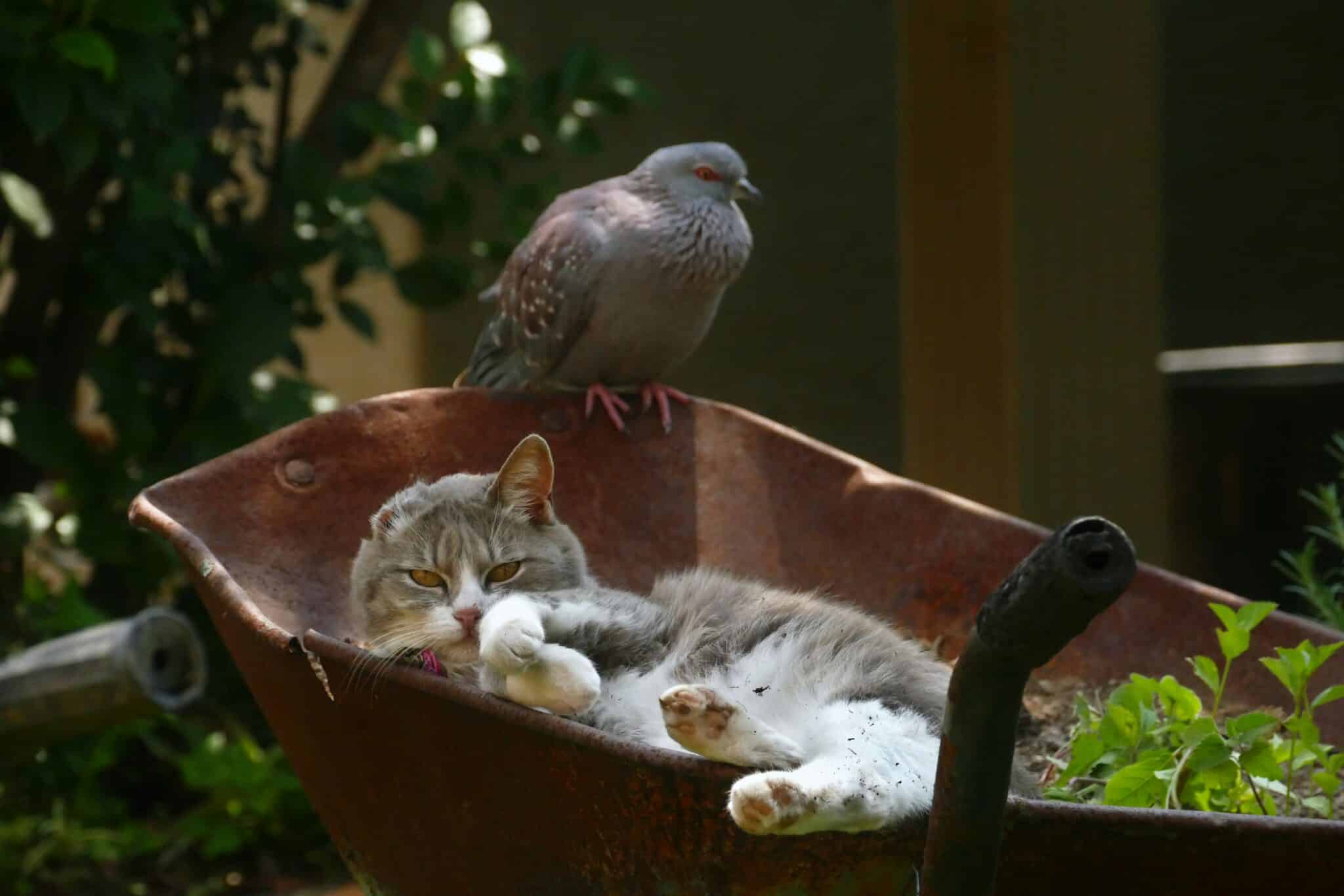 photo of a stray kitty laying in a wheelbarrow. There is a pigeon sitting next to the cat