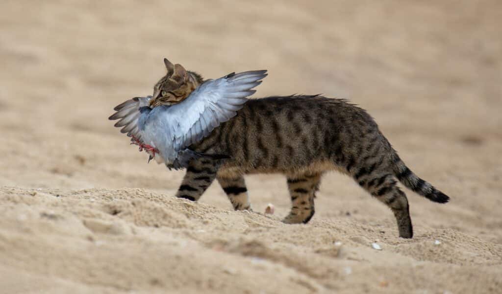 Tabby cat carrying a bird in its mouth